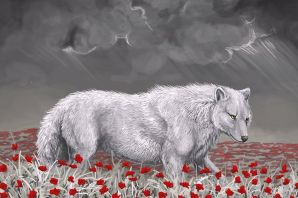 Белый волк рисунок
