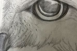 Рисунок глаза волка