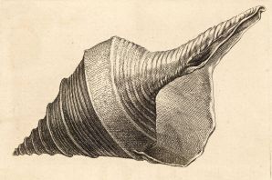 Рисунок раковины моллюсков
