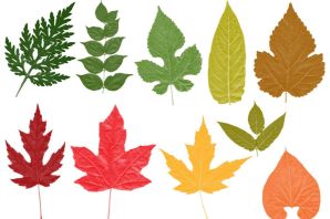 Рисунок листьев разной формы