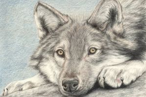 Волк детский рисунок карандашом