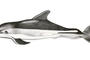 Беломордый дельфин рисунок