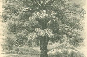Дерево ясень рисунок