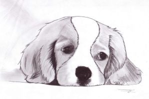 Собака рисунок легкий для срисовки