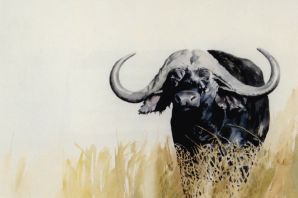 Рисунок буйвол