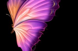 Крыло бабочки рисунок