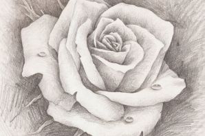 Розы рисунок карандашом для срисовки легкие