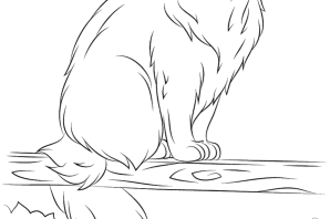 Раскраска камышовый кот