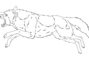 Бурый волк рисунок