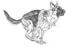 Раскраска собака немецкая овчарка