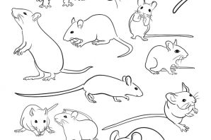 Рисунок крысы карандашом