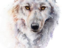 Волки нарисованные