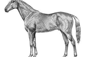Лошадь сбоку рисунок