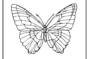 Рисунок бабочка крапивница