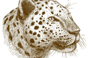 Лицо леопарда рисунок