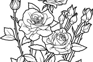 Раскраска цветы розы