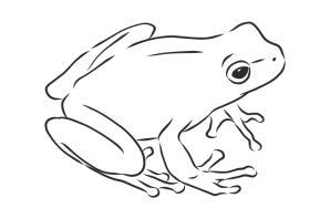 Черно белый рисунок лягушка