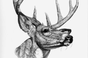 Голова оленя рисунок карандашом