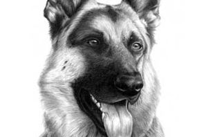 Рисунок собака немецкая овчарка