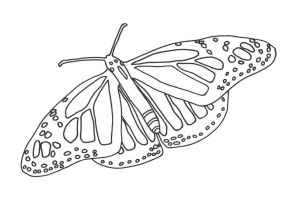 Бабочка капустница раскраска