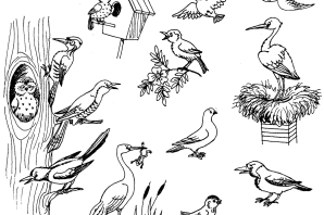 Рисунок на тему перелетные птицы
