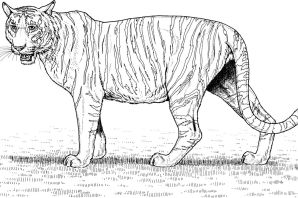 Саблезубый тигр раскраска