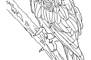 Раскраска попугайчик