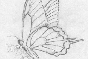 Бабочка сбоку рисунок