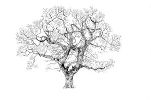 Дерево рисунок черно белый