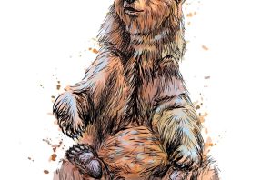 Сидячий медведь рисунок