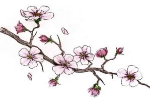 Цветущая ветка вишни рисунок