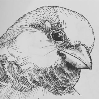 Трафарет воробья