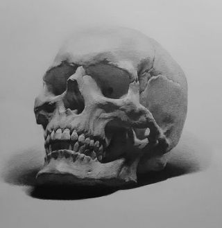 Череп в профиль рисунок