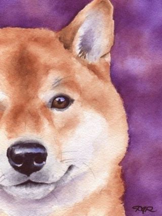 Рисунок шиба ину