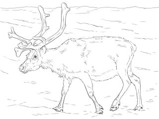 Ямал раскраска