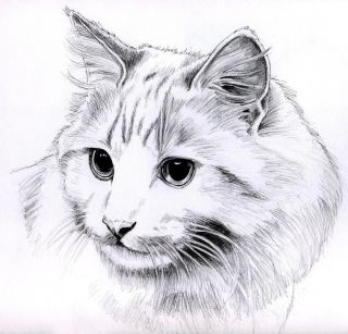 Простые рисунки котов