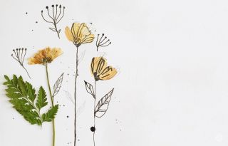 Мак полярный рисунок