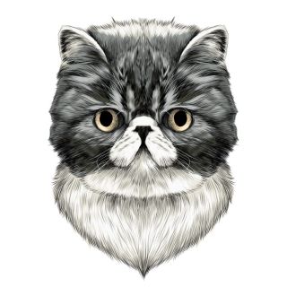 Персидская кошка рисунок