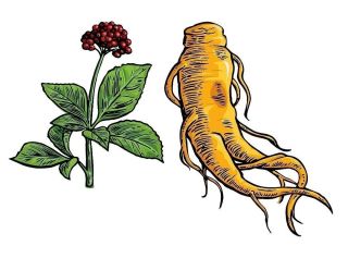 Корневище рисунок