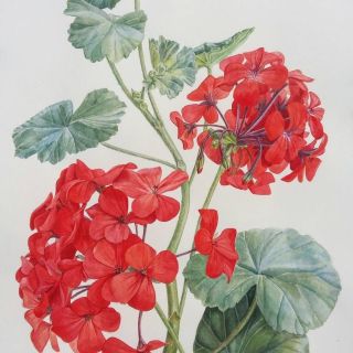 Рисунок герань в горшке