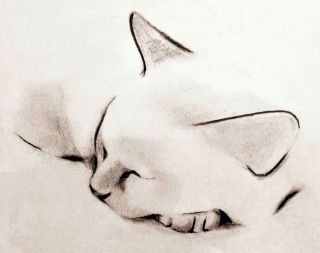 Рисунок котенок лежит