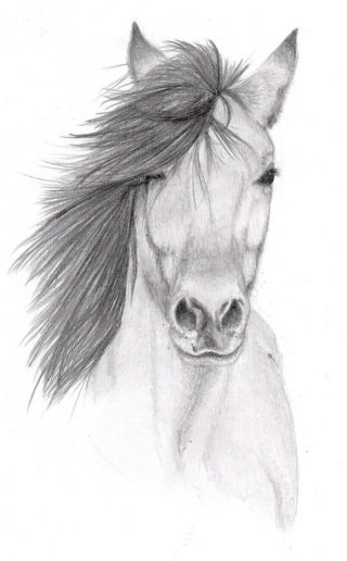 Нарисованная лошадка