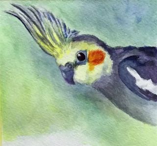 Корелла рисунок