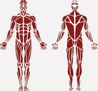 Мышцы рисунок для детей