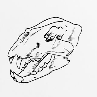 Череп коня рисунок