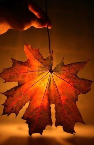 Последний лист иллюстрации