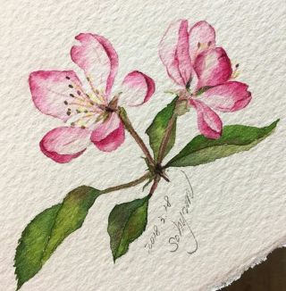 Веточка яблони рисунок