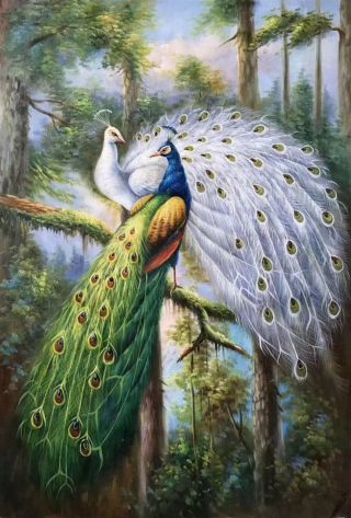 Райские птицы рисунки