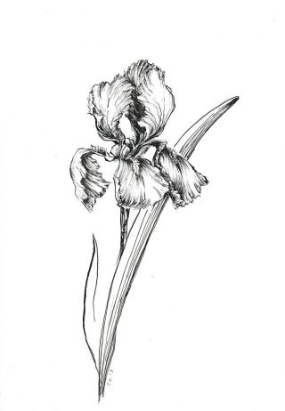 Ирисы рисунок карандашом