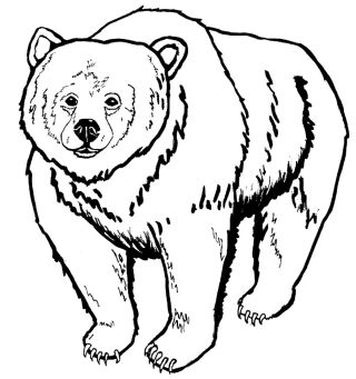 Гризли раскраска